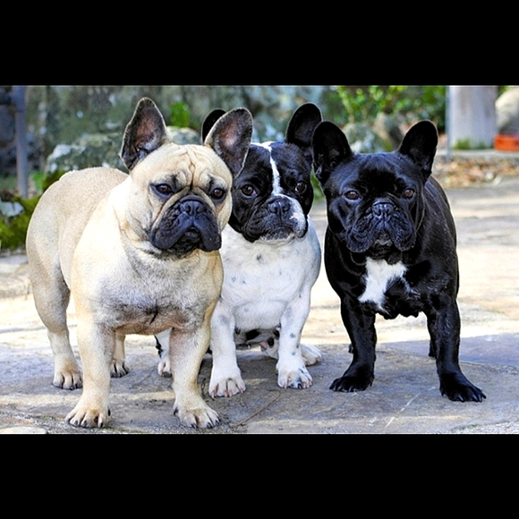 Christmas Tree Ornament Adorable French Bulldog Pup Figurine Red & White Scarf - Picture 3 of 16